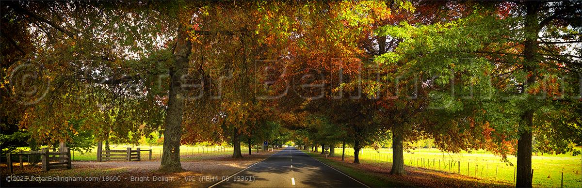 Peter Bellingham Photography Bright Delight - VIC (PBH4 00 13361)